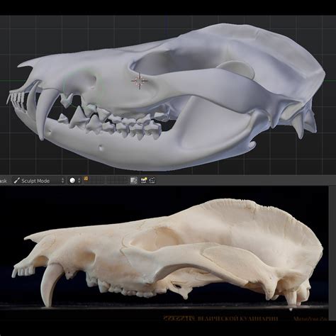 Blend Swap | Skull of Virg. Opossum (Didelphis virginiana)