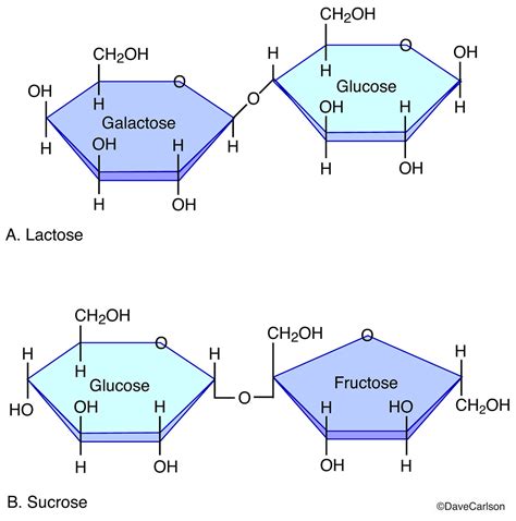 Disaccharide Molecule Structure