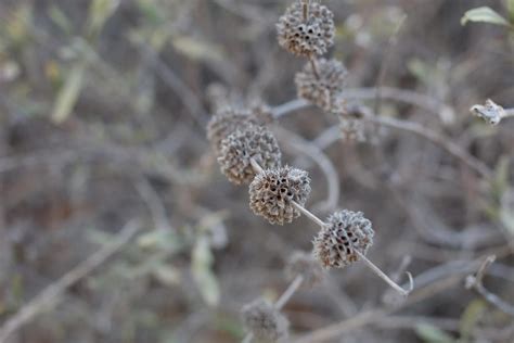 10+ Top Chaparral Plants & Other Characteristics of the Biome