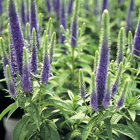 Veronica Spicata Royal Candles (spike Speedwell) - 3 Well Rooted ...