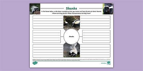 Skunks Mind Map (teacher made) - Twinkl