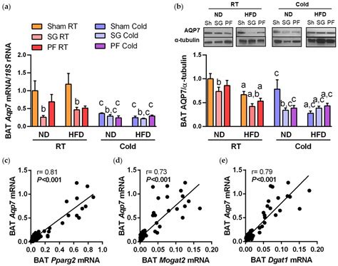 Increased Aquaporin-7 Expression Is Associated with Changes in Rat ...