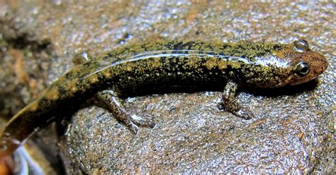 North Carolina wildlife still endangered, threatened