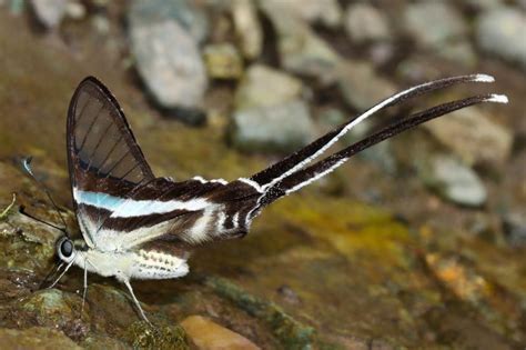 Lamproptera meges indistincta | Butterfly