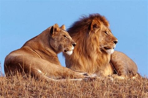 Private 1 Day Akagera Big Five Safari with pick up and lunch. in Kigali ...