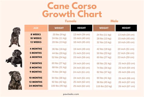 Cane Corso Height Growth Chart at Victoria Mcbrien blog