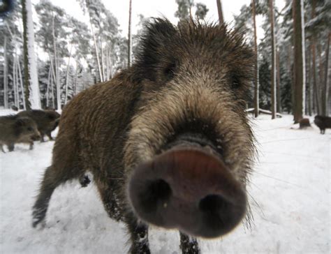 The Paleo-Diet: Not The Way To A Healthy Future : 13.7: Cosmos And ...