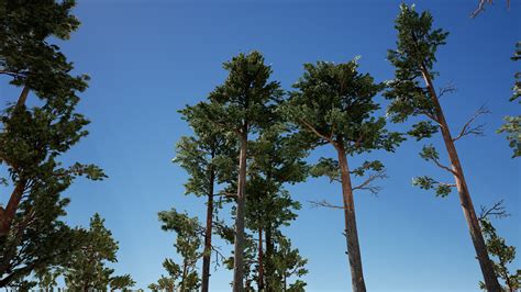 Image result for Unreal Engine Loblolly Tree