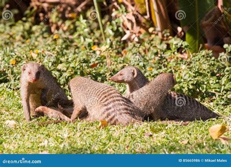 Plural Of Mongoose
