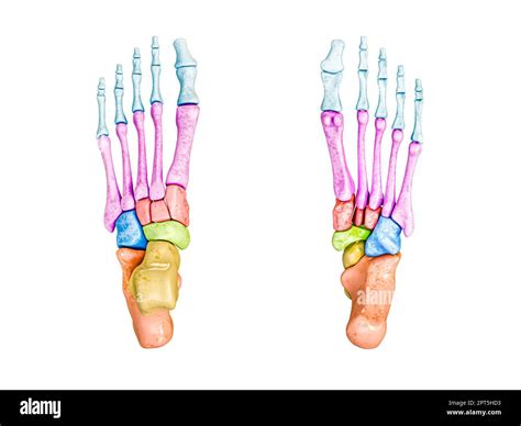 Foot Anatomy Superior View at Linda Lara blog