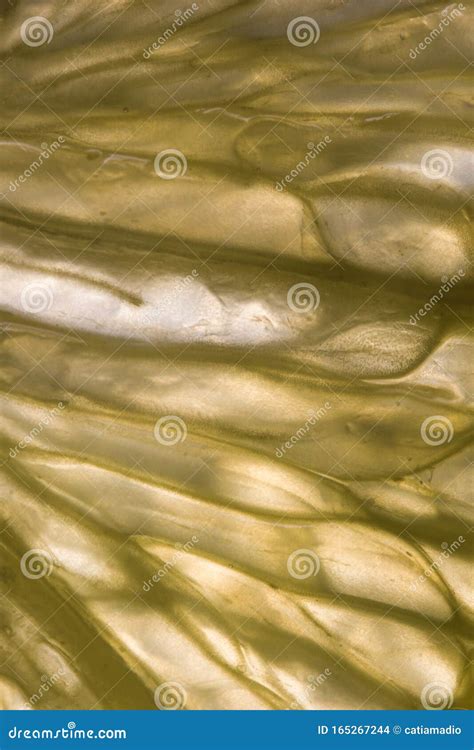 Image result for Lemon Slice Texture