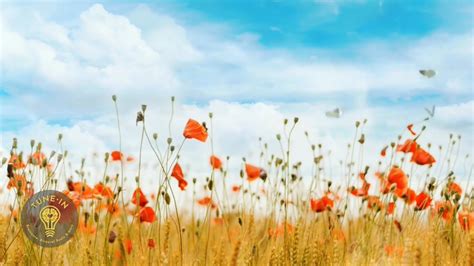 Image result for Energetically Programmed Audio Good Luck