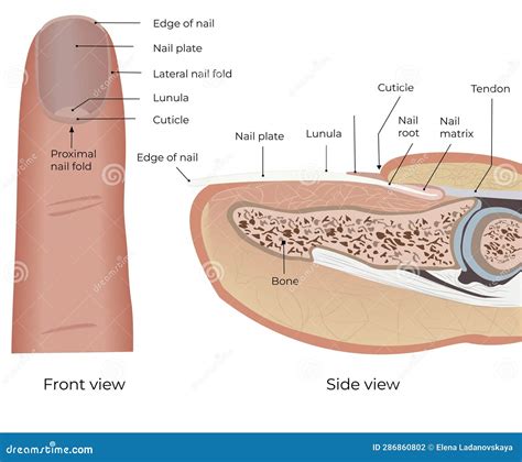 Structure of Nail and Finger. Medical Illustration Stock Vector ...