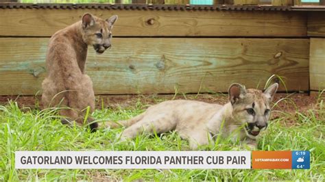 Animal Panthers Cubs