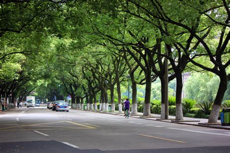 城市的市树有哪些树,各市的市树是什么,各个省市的市树_大山谷图库