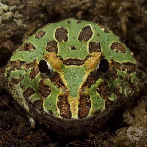 Pacman Frog - Amfibyumlar - Evcil.Pet