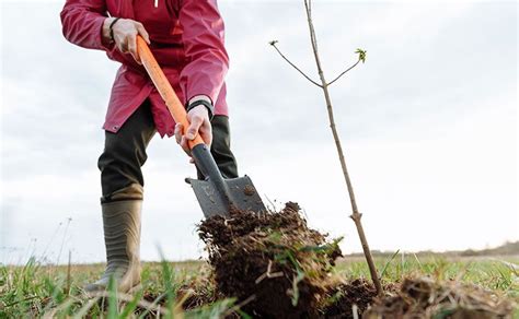 Dig Hole 的图像结果