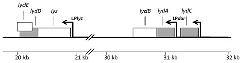 Functional Dissection of P1 Bacteriophage Holin-like Proteins Reveals ...