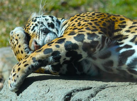 Download wallpaper the sun, paws, lies, Jaguar, animal .predator, face ...