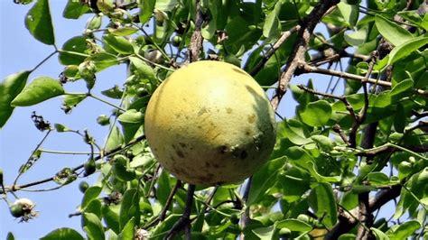 Find 4 Letter Fruits for Crossword Puzzle Solving - Meredith Plays