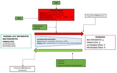 Gut Microbiota, Antibiotic Therapy and Antimicrobial Resistance: A ...
