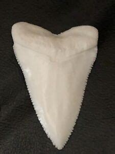 DAVE'S BONEYARD FOSSIL REPLICAS | eBay Stores