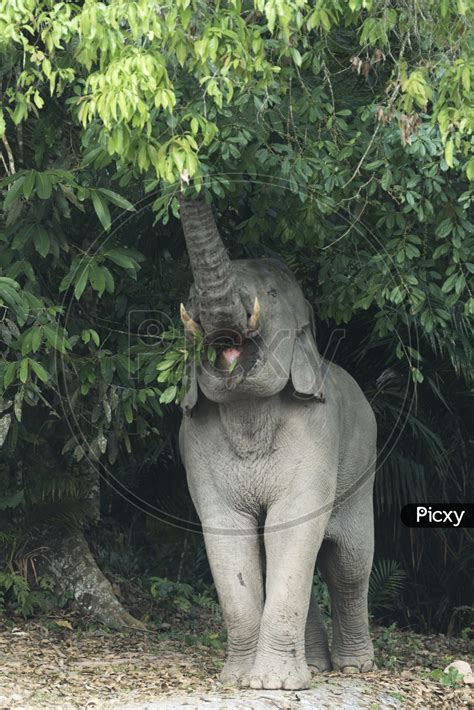 Asian Elephant Diet