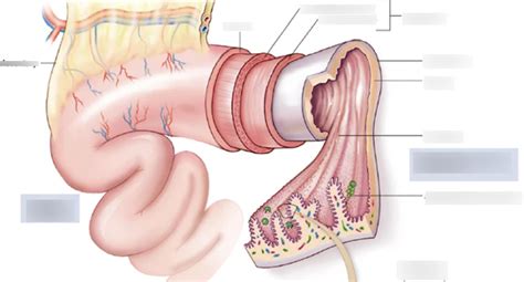 Image result for Small Intestine Jejunum