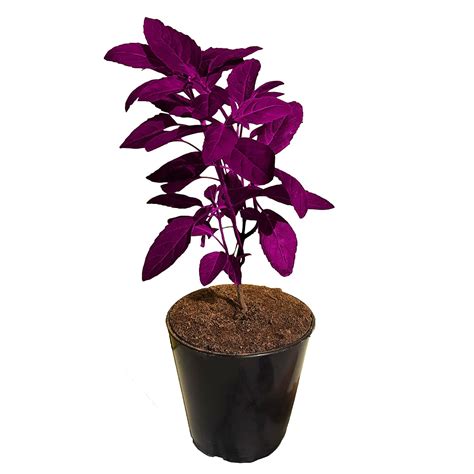 HN Organics Tulsi Plant Live with Pot [ Rama Tulsi & Krishna Tulsi ...