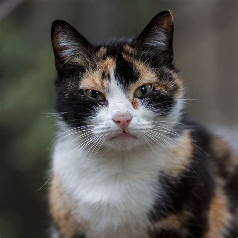 Calico Cat with Intense Look | Five-colored Cat 01