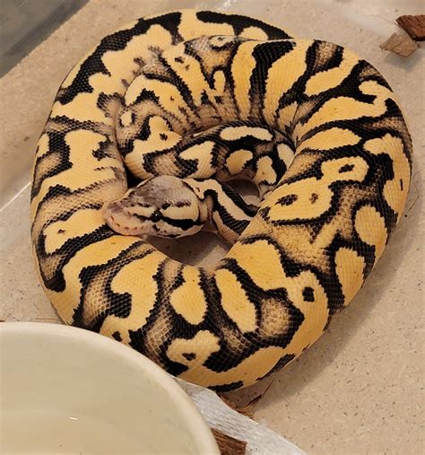 Firefly Yellow Belly Ball Python by M&M Exotics - MorphMarket