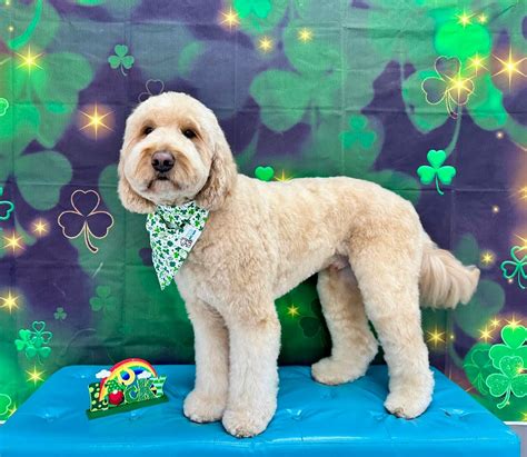 Tilt Pet Spa. (@tiltpetspa) • Instagram photos and videos