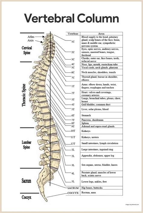 Vertebral Column-Skeletal System Anatomy and Physiology for Nurses nurseslabs.com/... | Skeletal ...