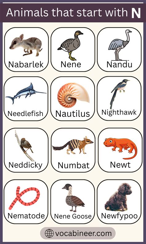 List of Animals That Begin with N in English