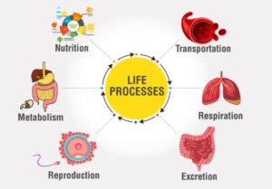 Image result for Basic Life Process