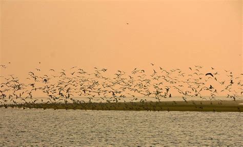 Migratory birds leave Chilika early as summer sets in