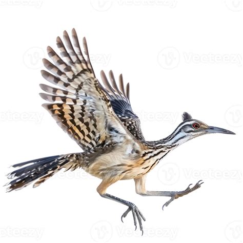 Road Runner Flying 的图像结果