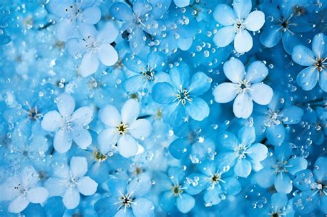 Blue Flowers Wallpapers