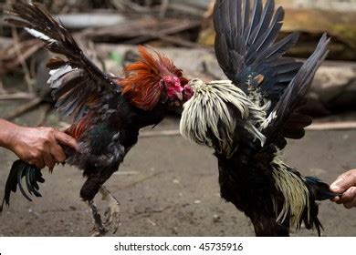 Image result for Implement Stack with Array