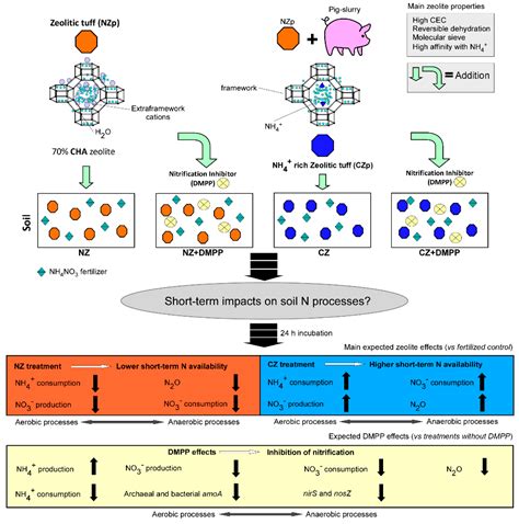 Ammonification Equation
