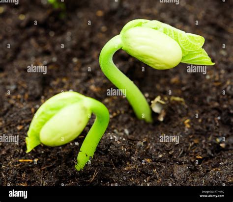 Fresh bean sprout breaking through the soil Stock Photo - Alamy