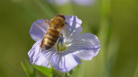 Image result for Free-Flying Bee Video Clips
