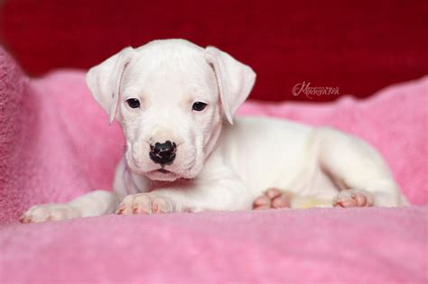 Puppies - Dogo Argentino kennel Blanco Solar