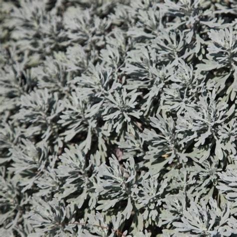 Adorable Dusty Miller Mini Plant - Senecio Cineraria for Sale ...