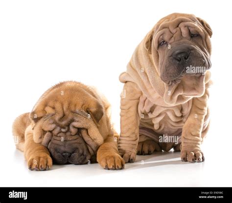 two chinese shar pei puppies isolated on white background - 4 months ...