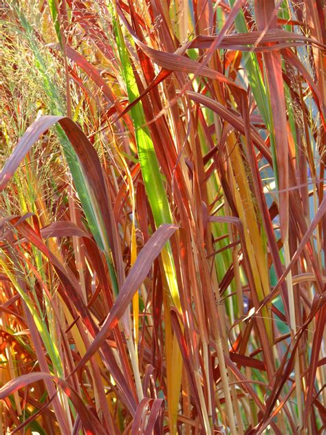 Plano Prairie Garden: Fall Colors - Grasses