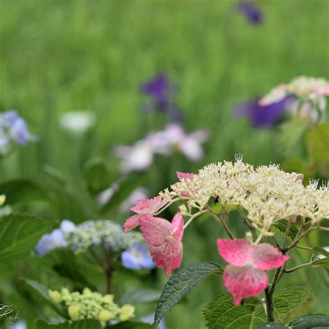 TAKIDANI HANASHOBU GARDEN - All You Need to Know BEFORE You Go 2026 ...