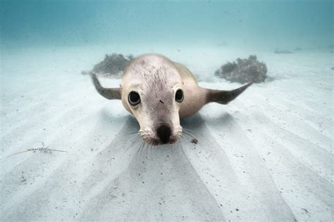 Meeting the endangered sea lions of Australia - Oceanographic