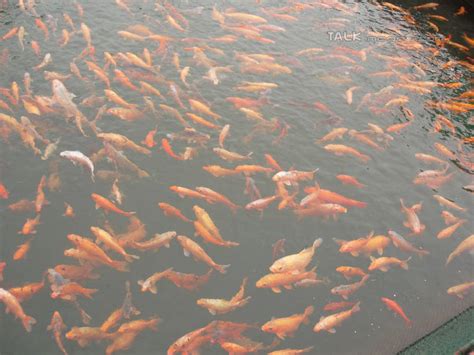 水池里的鱼图片素材-编号14090736-图行天下