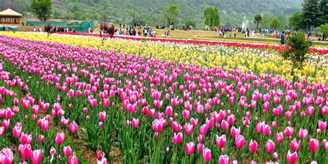 Kashmir Special 2 Night 3 Days Tour Packages | Vikram Travels